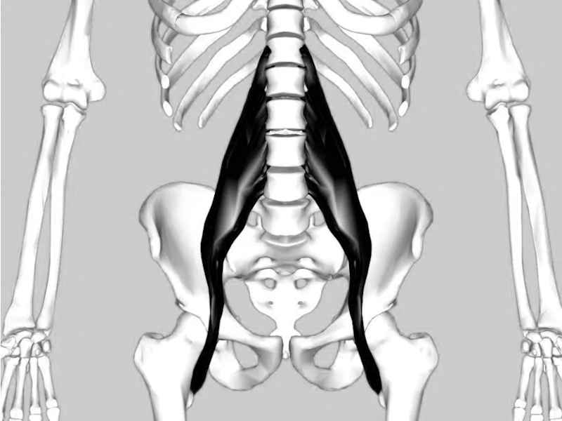Hip flexor diagram