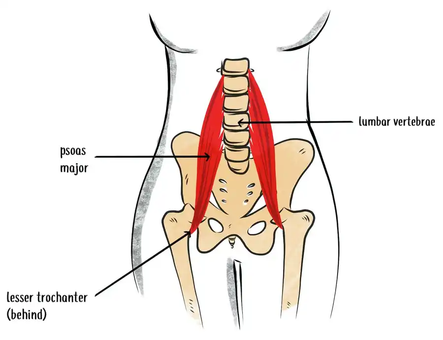 More about hip flexor muscles